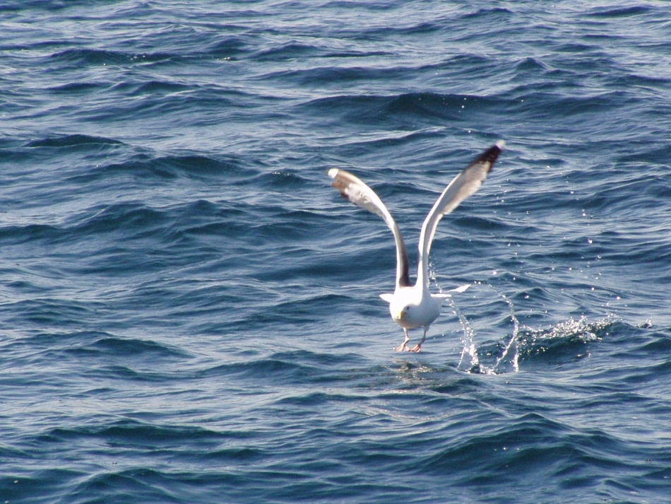 人教版小学语文六年级上册《老人与海鸥》PPT课件_第2页
