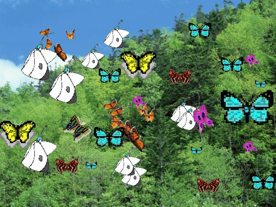 台湾的蝴蝶谷(课件)_第3页