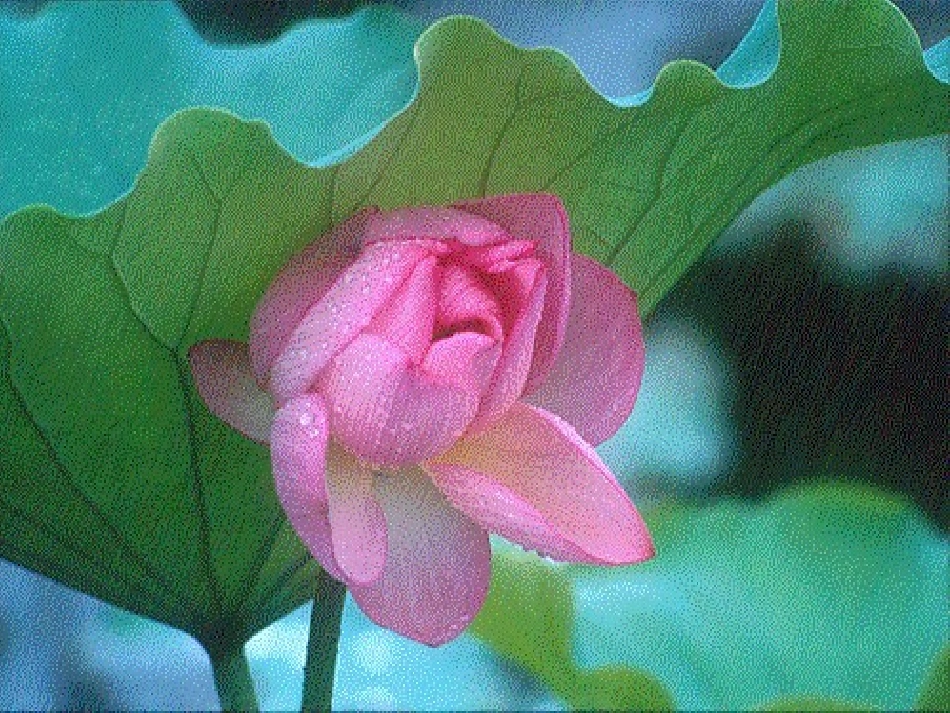 (部编)初中语文人教2011课标版七年级上册荷叶·母亲_第2页