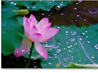 (部编)初中语文人教2011课标版七年级上册荷叶·母亲