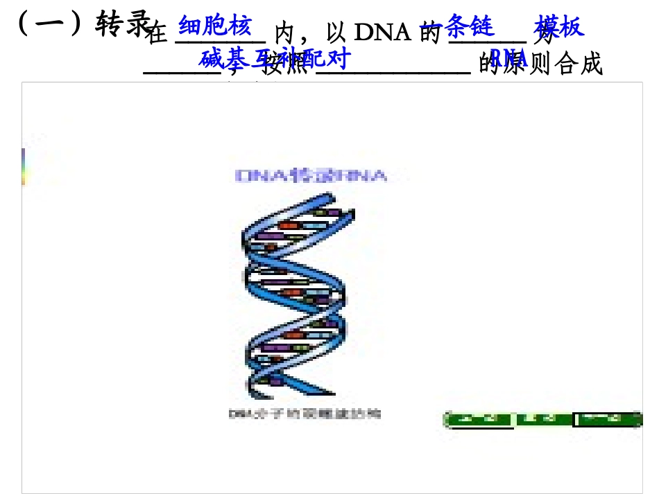 4.1基因指导蛋白质合成_第1页