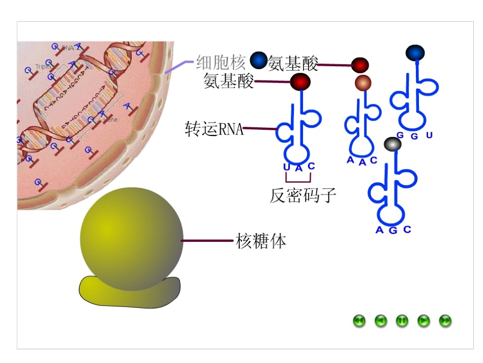 4.1基因指导蛋白质合成_第3页