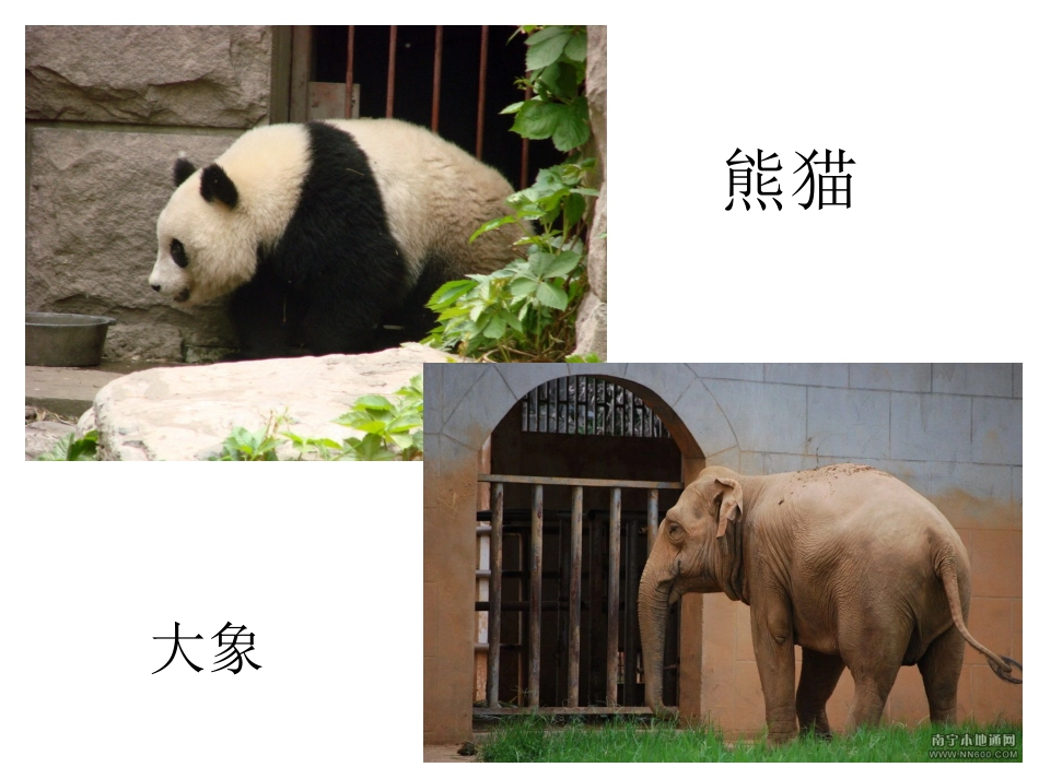 语言训练：动物园_第3页