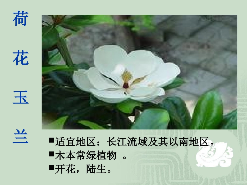 多种多样的植物_第3页