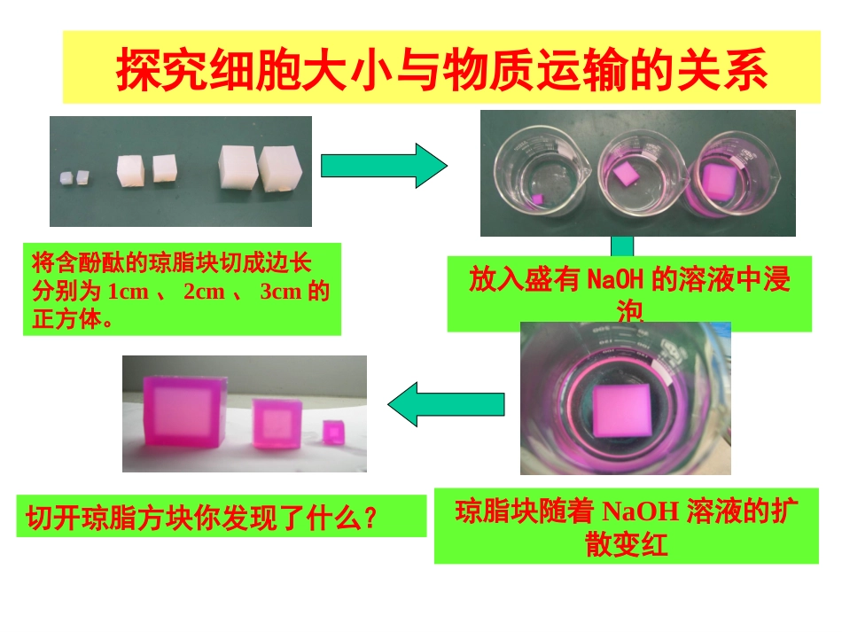 细胞增殖课件用_第3页