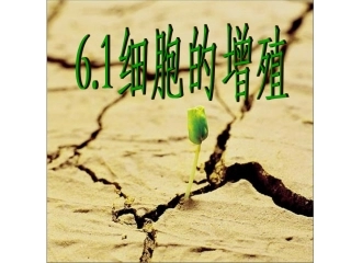 细胞增殖课件用