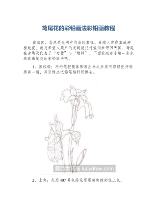 鸢尾花的彩铅画法彩铅画教程