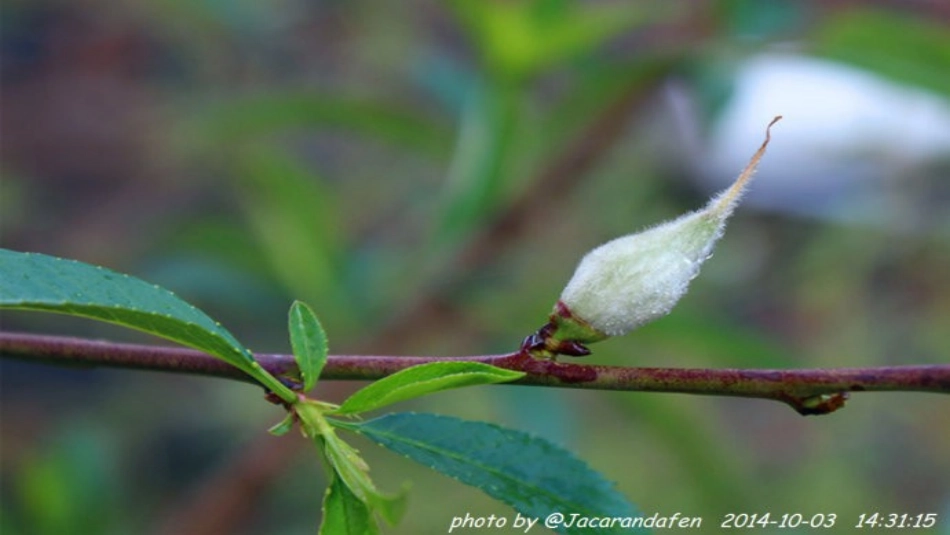 (部编)初中语文人教2011课标版七年级下册《一棵小桃树》教学课件_第3页