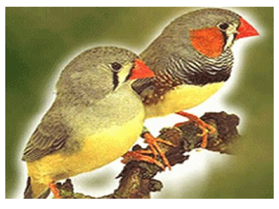 16珍珠鸟[1]_第2页