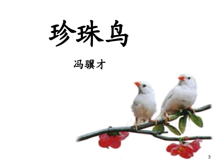 16珍珠鸟[1]_第3页