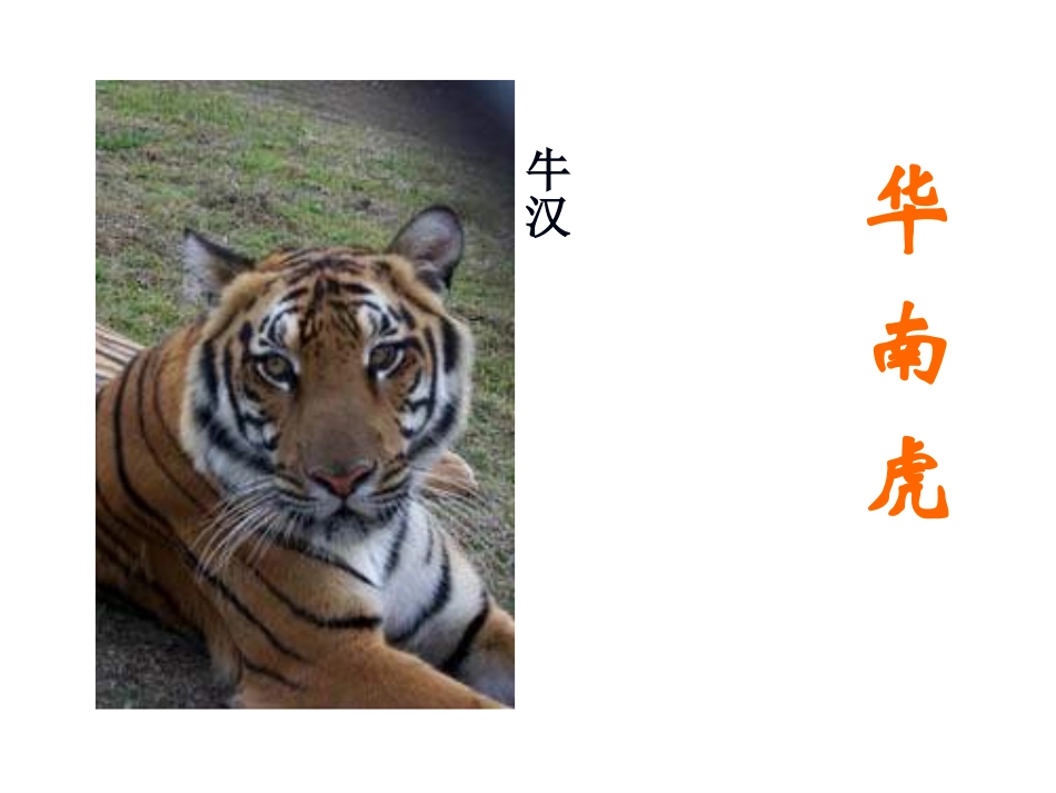 27.华南虎_第1页