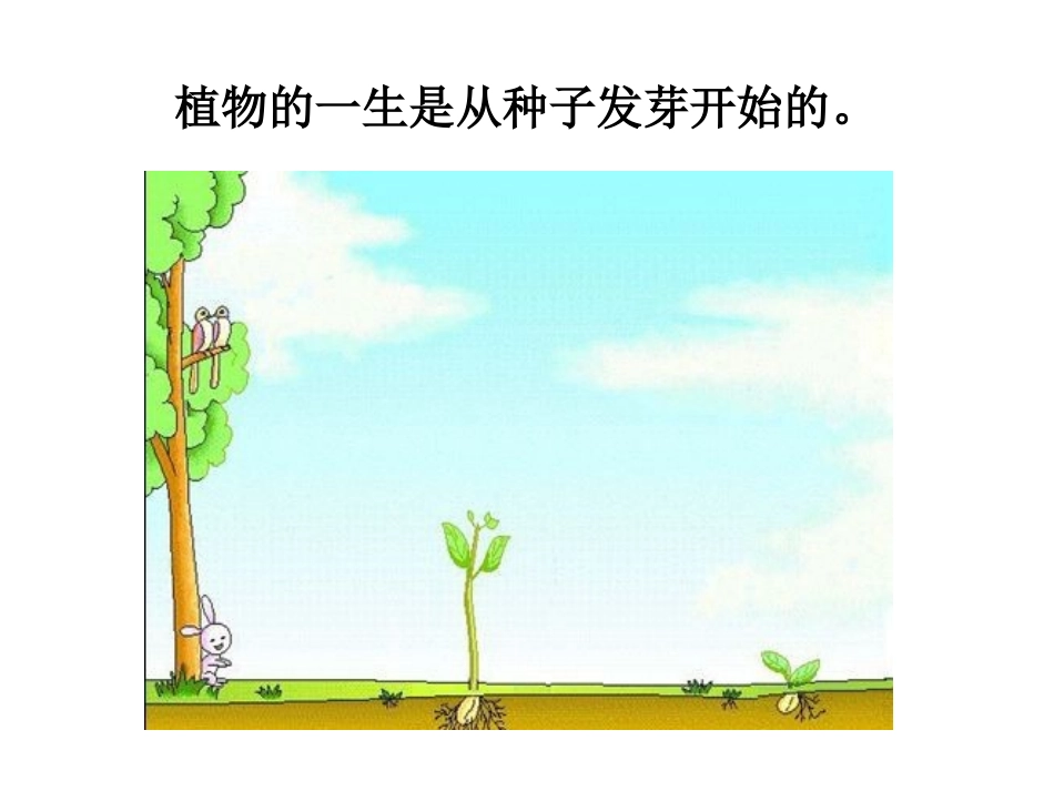 种子发芽实验一_第2页