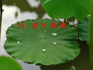 荷叶圆圆课件