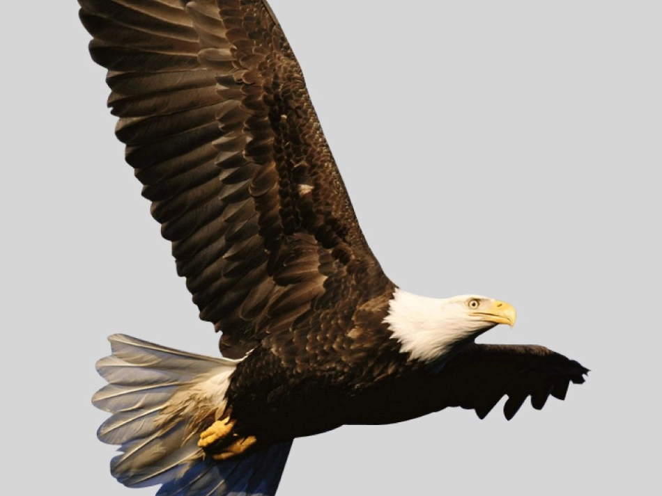 《雏鹰之歌》课件_第1页