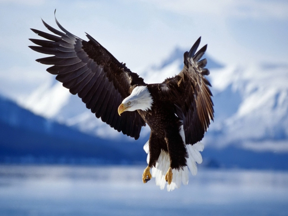 《雏鹰之歌》课件_第2页