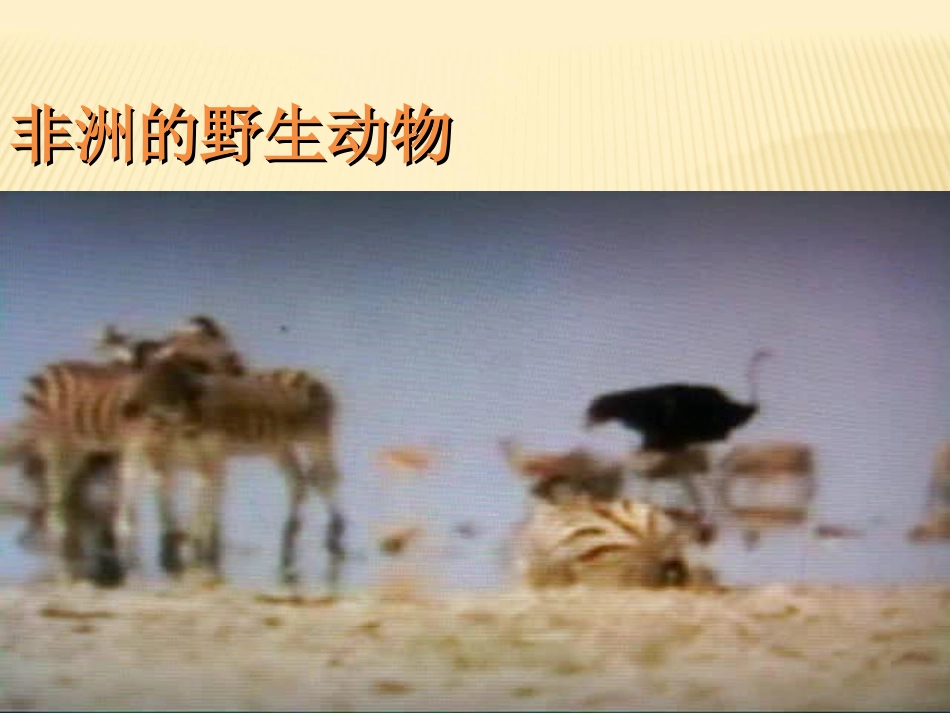 28彩色的非洲_第2页