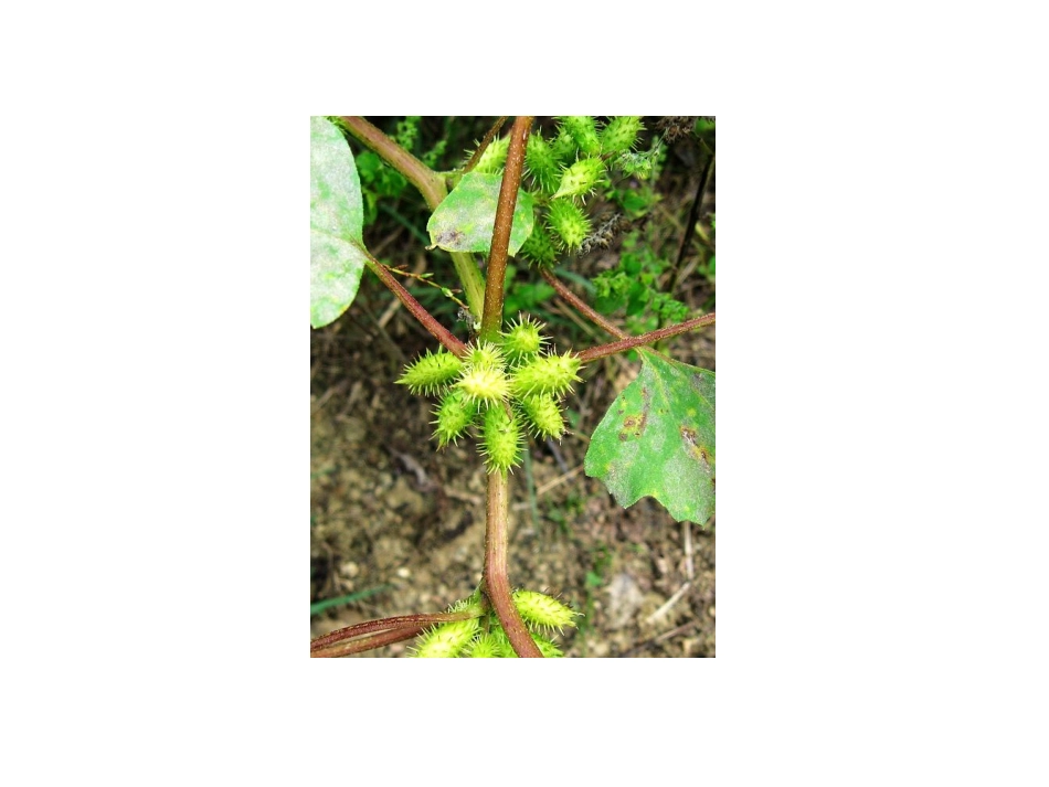 植物传播种子_第2页