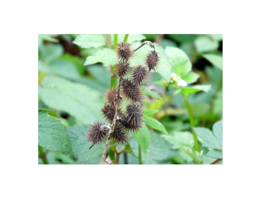 植物传播种子_第3页