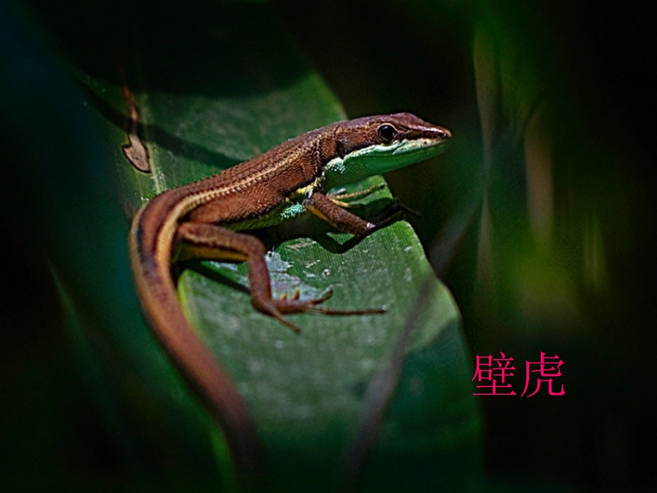 21.小壁虎借尾巴(上)_第2页