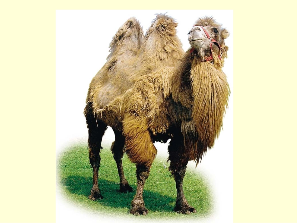 16、找骆驼_第3页