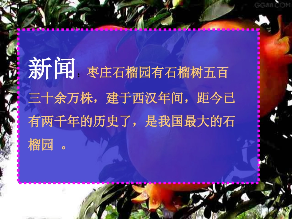 苏教版三上语文16石榴课件_第2页