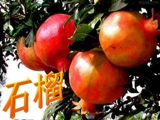 苏教版三上语文16石榴课件