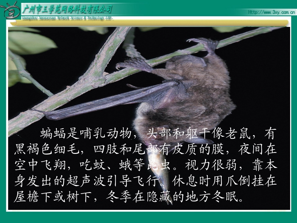 11蝙蝠和雷达_第3页