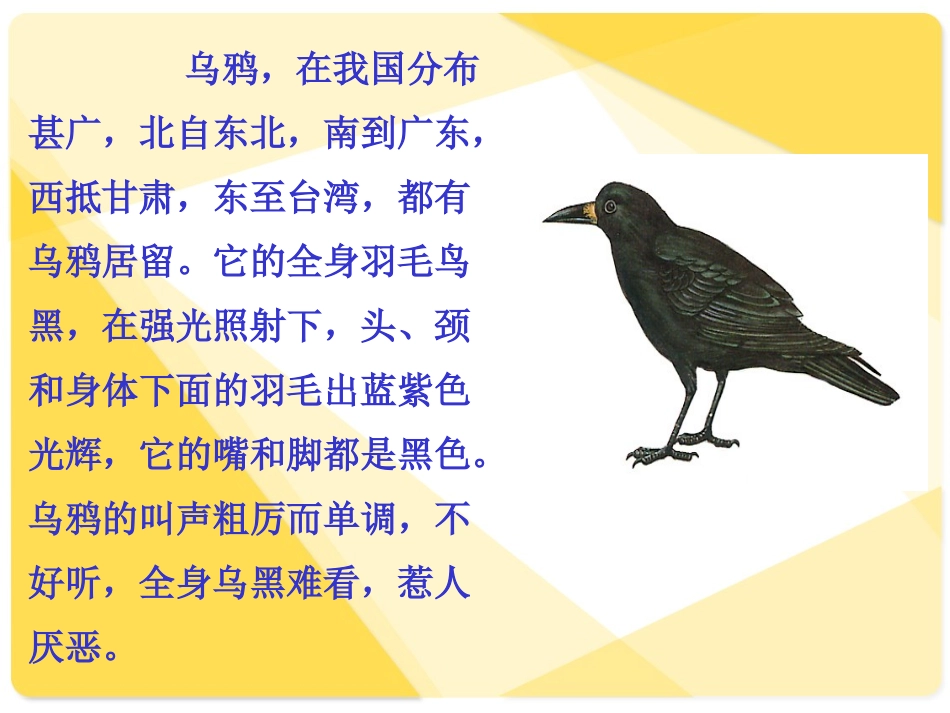 《狐狸和乌鸦》课件_第3页