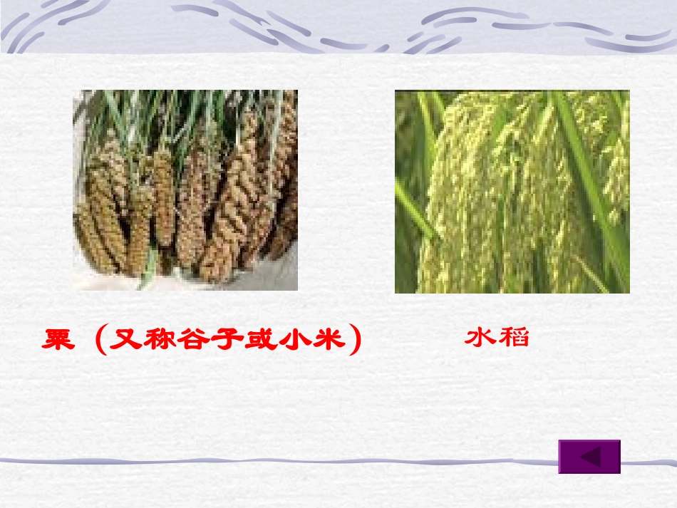 北师大版七年级历史上第2课星罗棋布的氏族聚落_第3页