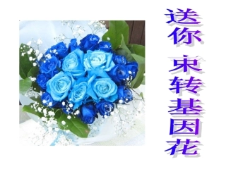 送你一束花zz
