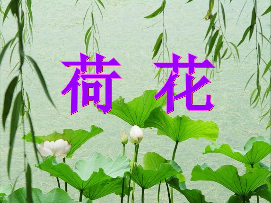 《荷花》课件_第1页