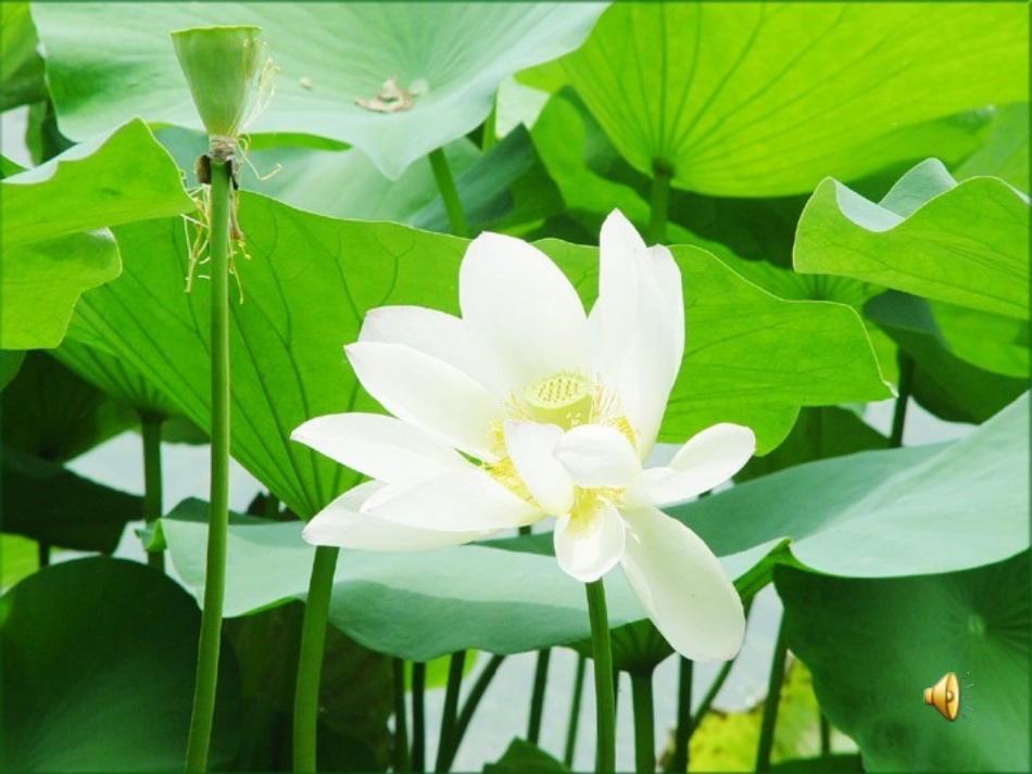 《荷花》课件_第3页