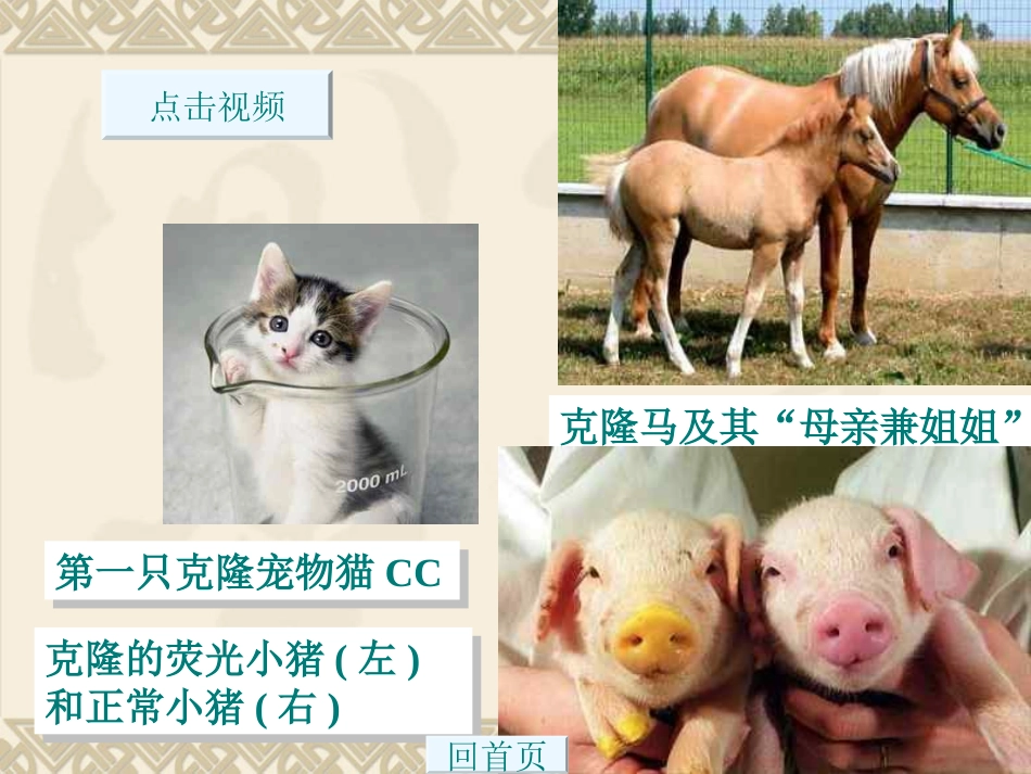 17《奇妙的克隆》_第2页