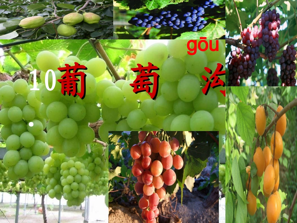 10葡萄沟课件_第1页