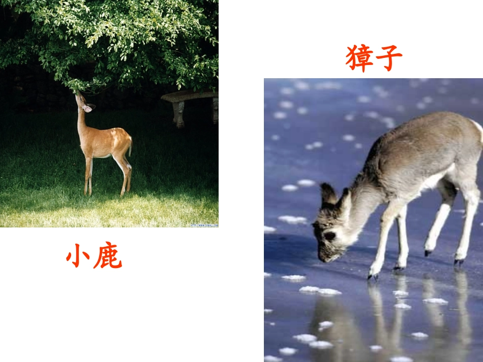 小鹿的减法ppt_第2页