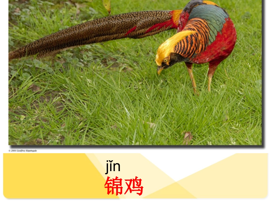 人教版二年级语文上册识字七[1]课件-2_第2页