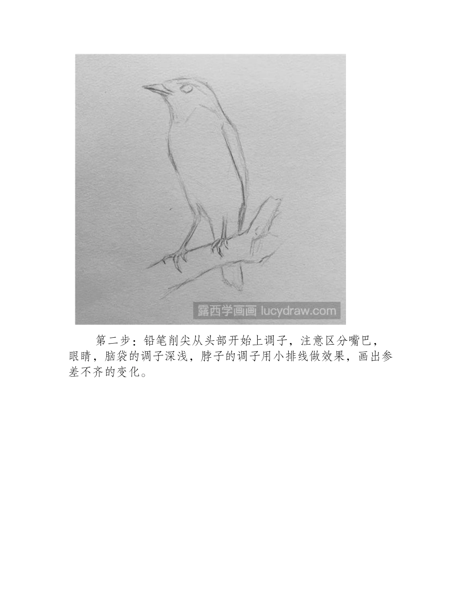 小鸟素描该怎么画_一步一步教你怎么自学素描_素描教程3_第2页