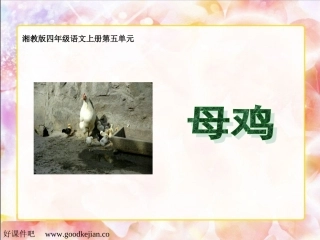 人教版四年级上册第四单元16《母鸡》