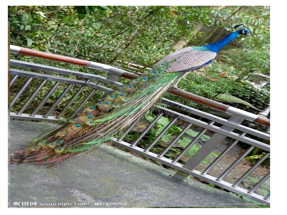 动物宝宝找尾巴_第3页