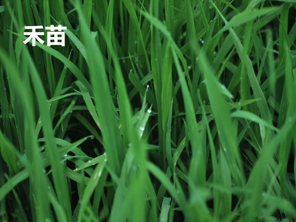 《识字4》展示_第1页