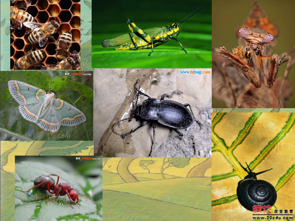 美丽的昆虫课件_第2页