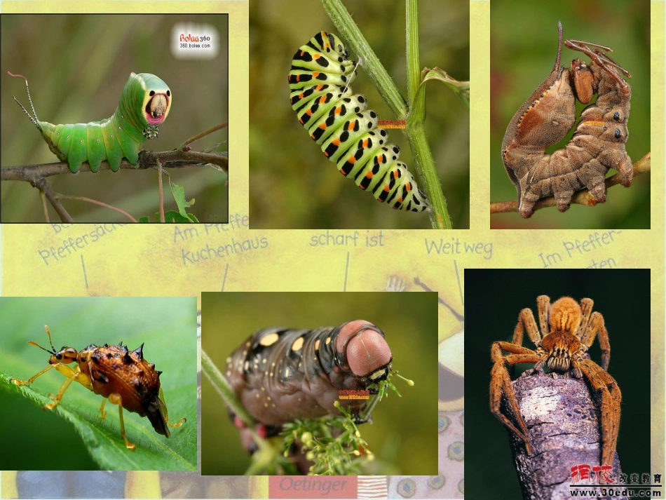 美丽的昆虫课件_第3页