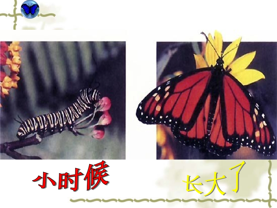 八年级生物-昆虫的生殖和发育-课件[1]_第2页