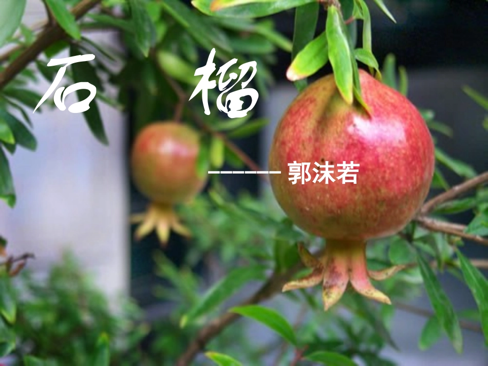 石榴教学课件_第2页