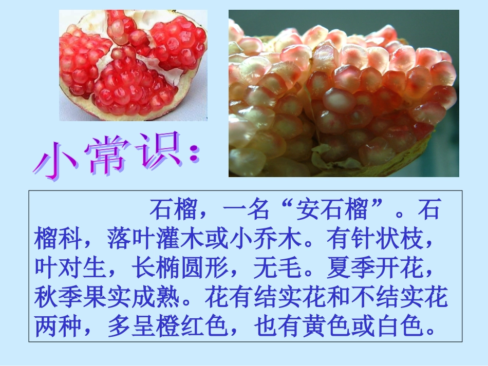 石榴教学课件_第3页