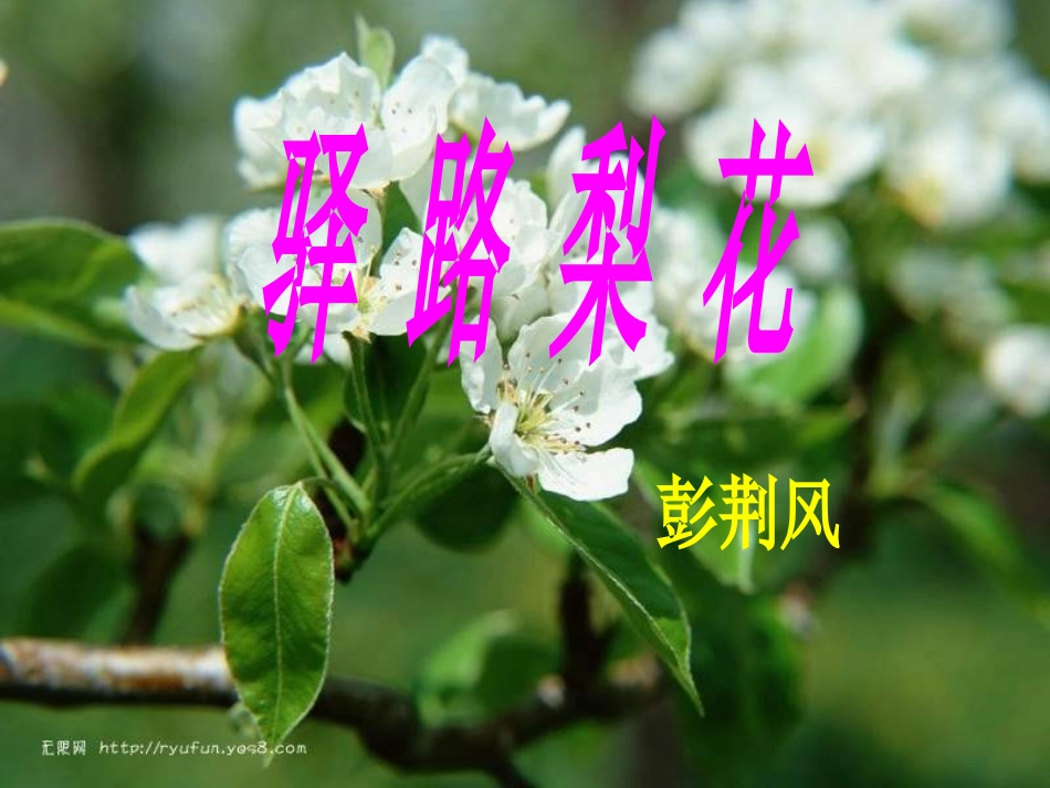 (部编)初中语文人教2011课标版七年级下册14《驿路梨花》_第1页