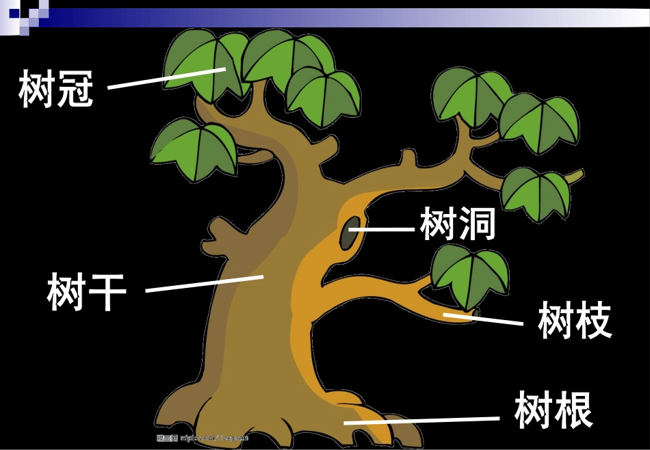 人美版小学二年级美术上册《大树的故事》课件PPT_第2页