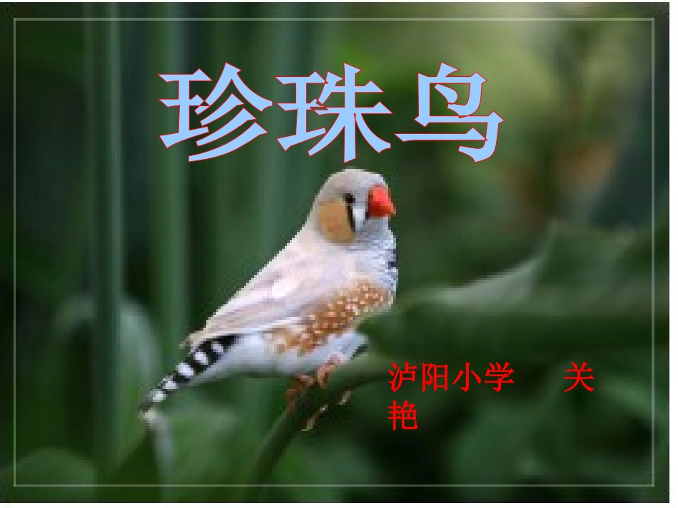 w珍珠鸟》课件_第1页