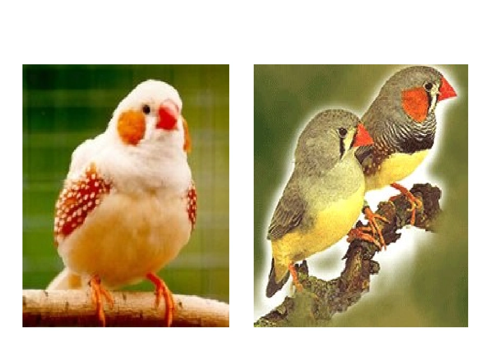 w珍珠鸟》课件_第3页