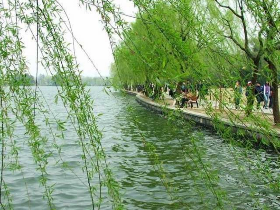 人教版小学语文二年级上册《小柳树和小枣树》PPT课件-(2)_第3页